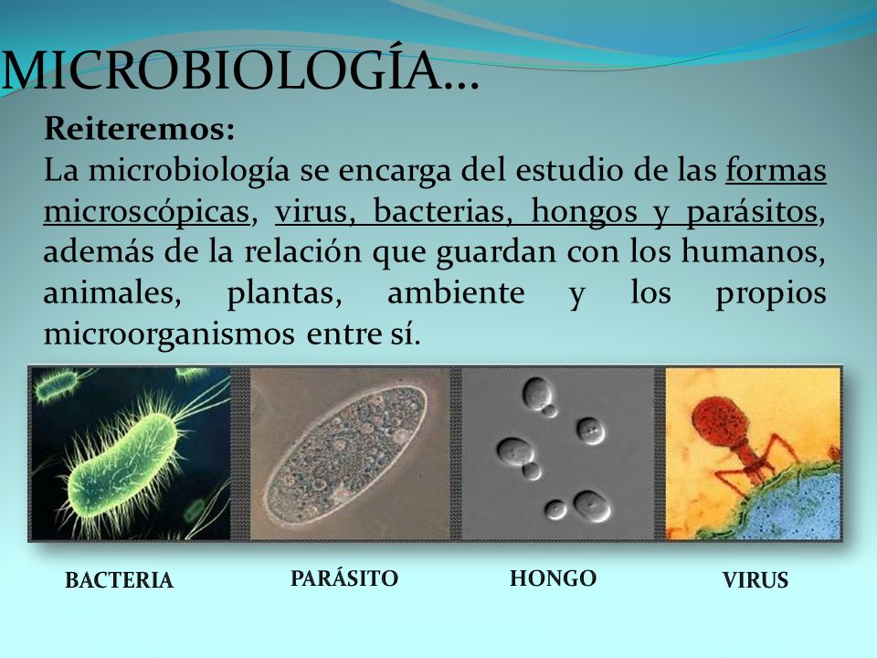los microbiólogos estudian gusanos parásitos porque